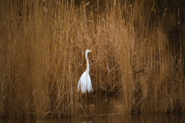 Grande Egret Ardea Alba Pântano — Fotografia de Stock