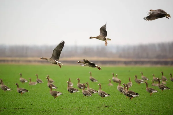 Flying Greater White Fronted Goose Anser Albifrons Frontalis — стоковое фото