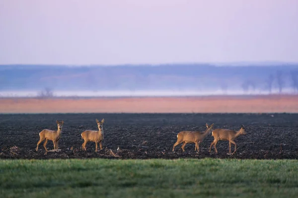 Avrupa Yumurta Geyiği Grubu Capreolus Capreolus Sabah Sahasında — Stok fotoğraf