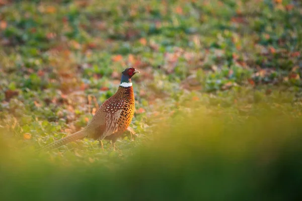 Pájaro Faisán Macho Prado — Foto de Stock