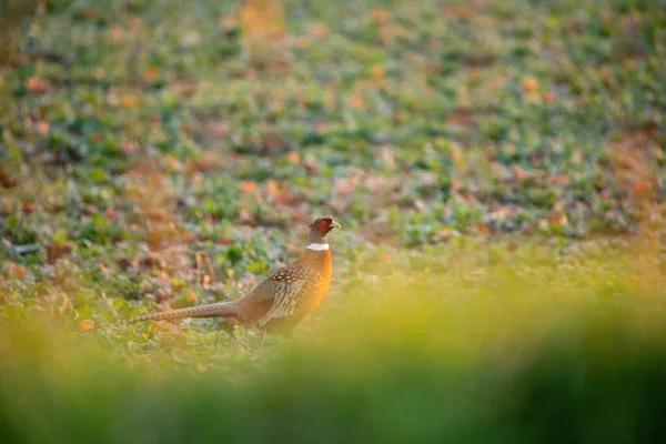 草地上的雄鸡 — 图库照片
