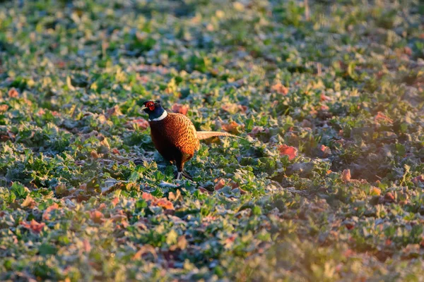 Maschio Fagiano Uccello Sul Prato — Foto Stock