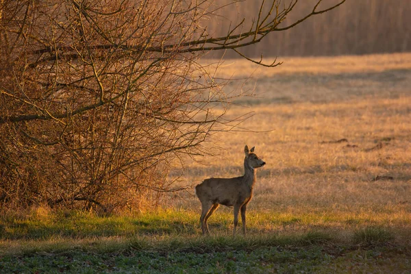 Veado Fêmea Ovas Uropeus Capreolus Capreolus Campo Matinal — Fotografia de Stock