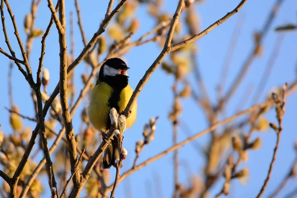 Gran Teta Parus Major Rama Del Árbol — Foto de Stock