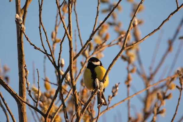 Great Tit Parus Major Tree Branch — Stock Photo, Image