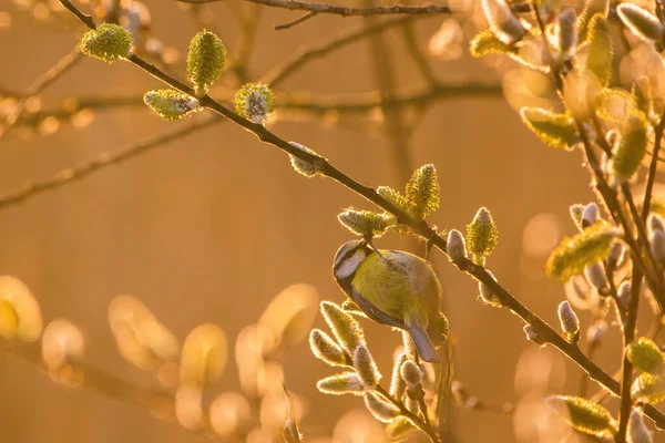 Eurasian Blue Tit Cyanistes Caeruleus Tree Branch Soft Backlight — Stockfoto