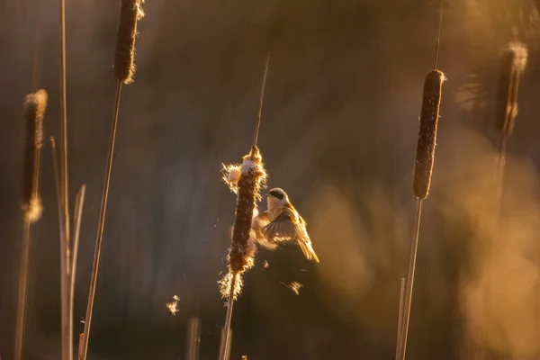 Eurasian Penduline Tit Remiz Pendulinus — Stock fotografie