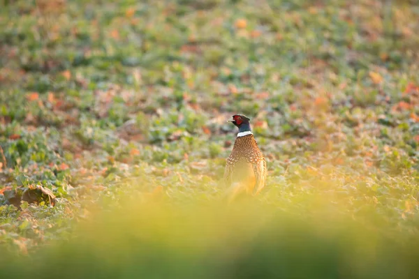 Male Pheasant bird on the meadow — Stock Image Male Pheasant Bird Meadow Stock Photo