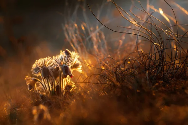 Černé Pasque Květiny Pulsatilla Pratensis Časných Ranních Hodinách — Stock fotografie