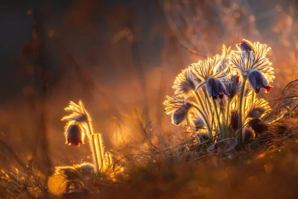 Цветы Черной Пастилы Пульсация Утренних Огнях — стоковое фото