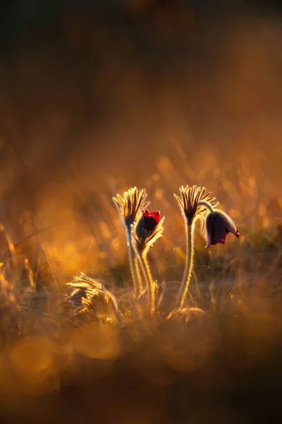 Flores Pasque Pretas Pulsatilla Pratensis Luzes Manhã Cedo — Fotografia de Stock