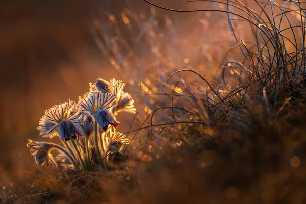 ดอกไม ลซาว าในแสงตอนเช — ภาพถ่ายสต็อก