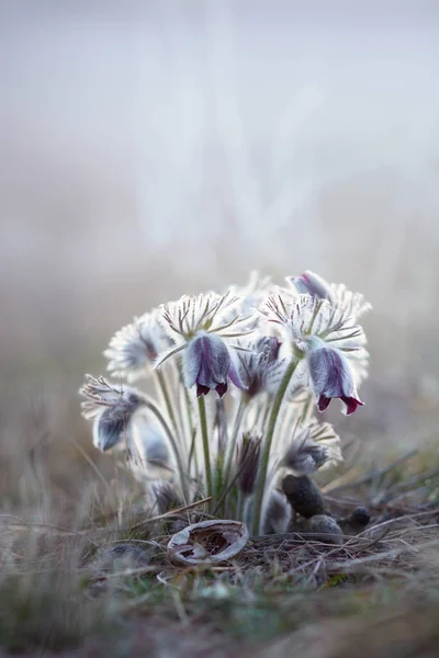 Flores Pasque Pretas Pulsatilla Pratensis Luzes Manhã Cedo — Fotografia de Stock