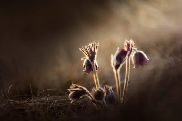 ブラックペースクの花 早朝の光の中でPulsatlla Pratensis — ストック写真