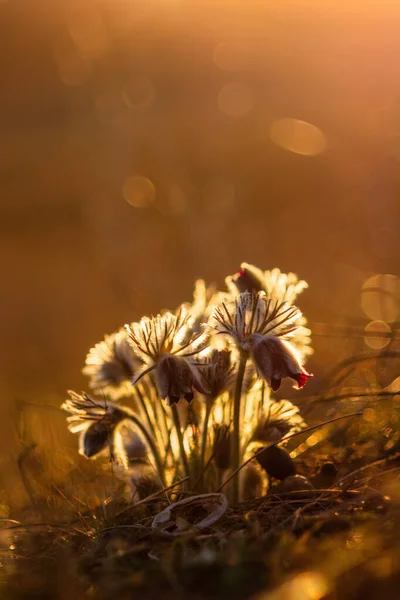 Black Pasque Flowers Pulsatilla Pratensis Early Morning Lights — Stock Photo, Image