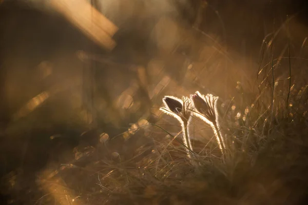 Černý Pasque Květ Pulsatilla Nigricaus — Stock fotografie