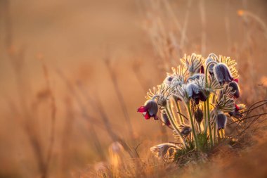 Siyah pask çiçeği - Pulsatilla nigricaus