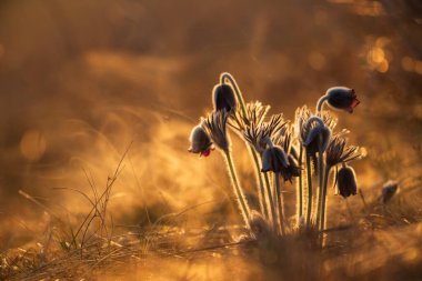 Siyah pask çiçeği - Pulsatilla nigricaus