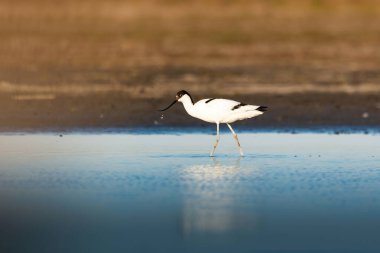Pied avocet - Gölde Yineleme avosetta wader kuşu