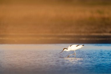 Pied avocet - Gölde Yineleme avosetta wader kuşu