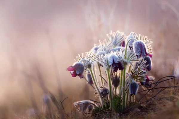 Black Pasque Flower Pulsatilla Nigricaus — Stock Photo, Image