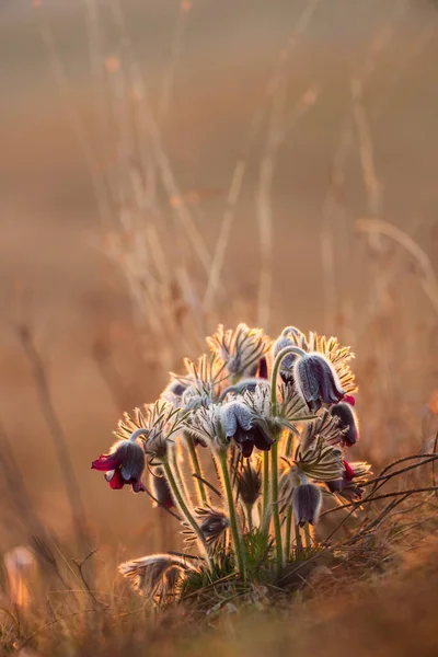 Black Pasque Flower Pulsatilla Nigricaus — Stock Photo, Image