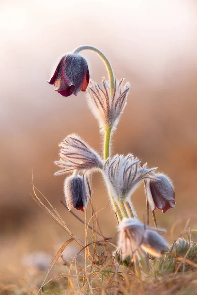 Černý Pasque Květ Pulsatilla Nigricaus — Stock fotografie