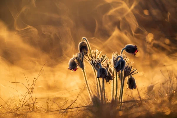 Flor Negra Pasque Pulsatilla Nigricaus — Foto de Stock