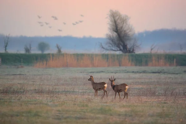 Buck Doe Caprioli Prato — Foto Stock