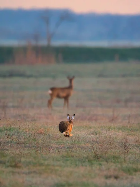 Rabbit running on a meadow, roe deer in background