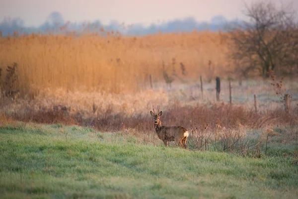 Chevreuil Mâle Sur Une Prairie — Photo