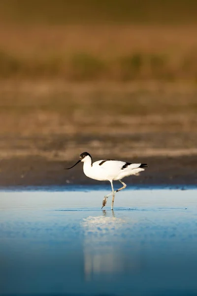 Avocat Pied Recurvirostra Avosetta Oiseau Échassier Sur Lac — Photo