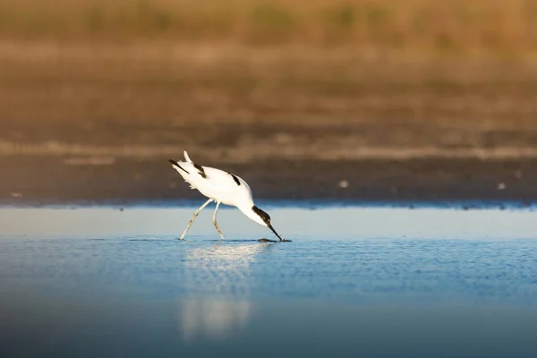 Pied Avocet Recurvirostra Avosetta Wader Madár Tavon — Stock Fotó