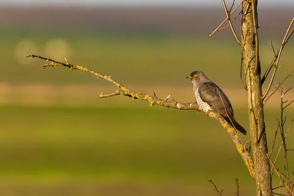 Koekoek Cuculus Canorus Boomtak — Stockfoto