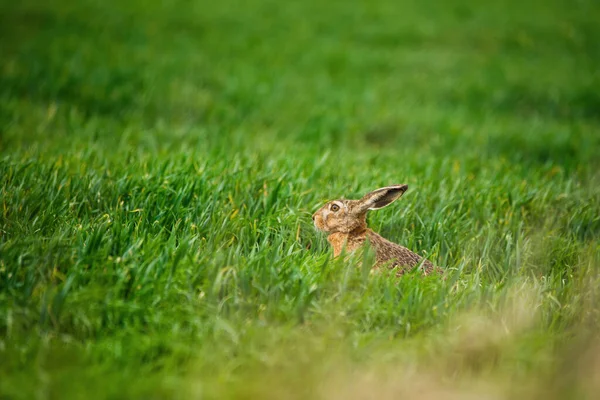 欧洲野兔 草丛中的欧洲野兔 — 图库照片