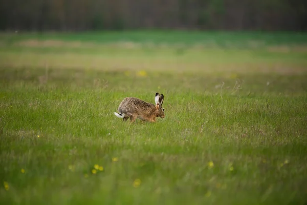 欧洲野兔 在草丛中奔跑的欧洲野兔 — 图库照片