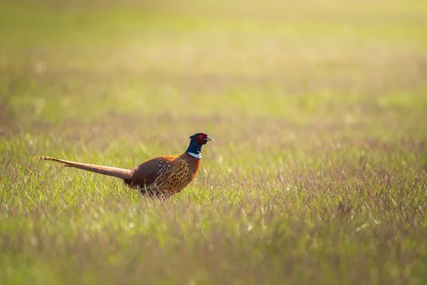Pheasant cock - Phasianus colchicus on the meadow — Stock Image Pheasant Cock Phasianus Colchicus Meadow Royalty Free Stock Images