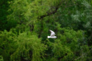 Martı gölün üzerinde uçuyor.