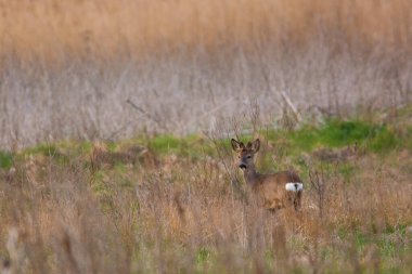 Çayırda geyik Roe