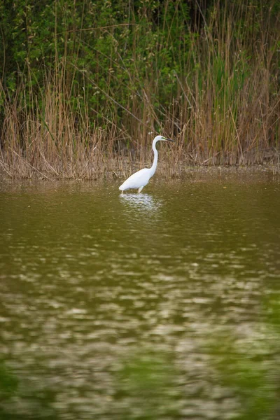 Gran Egret Vadeando Lago Cazando — Foto de Stock