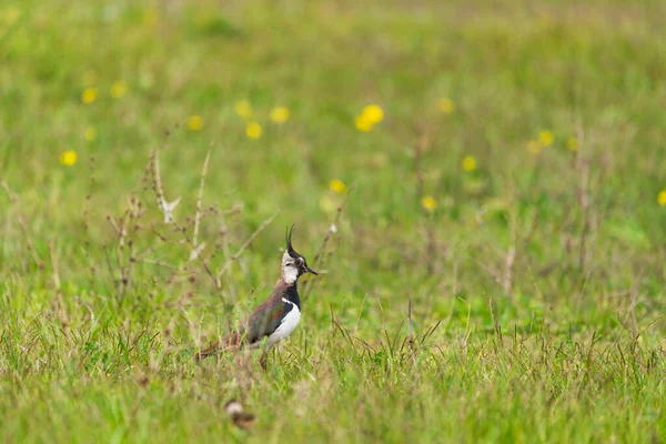 Kiebitz Vanellus Vanellus Auf Dem Gras — Stockfoto