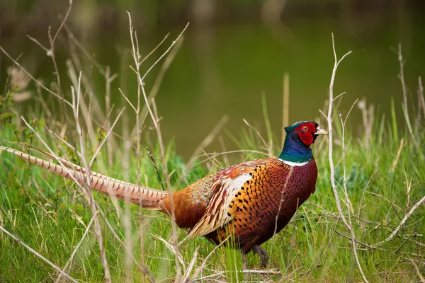 Common Pheasant Male Phasianus Colchicus Grass — Stock Photo, Image
