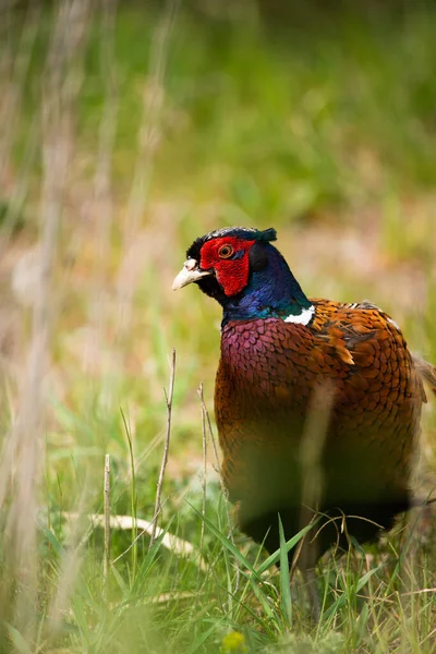 Vanlig Fasan Man Phasianus Colchicus Gräs — Stockfoto