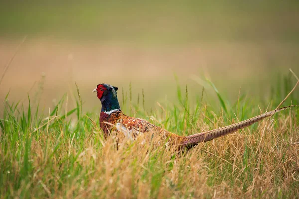Συχνές Pheasant Αρσενικό Phasianus Colchicus Στο Γρασίδι — Φωτογραφία Αρχείου
