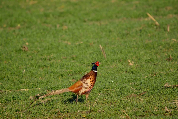 Pheasant Cock Phasianus Colchicus Meadow — Stock Photo, Image