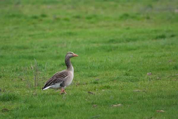 Greylag Goose Anser Anser Field — Stock Photo, Image
