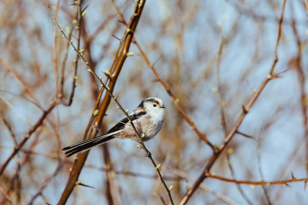 Long Tailed Tit Aegithalos Branch — 图库照片