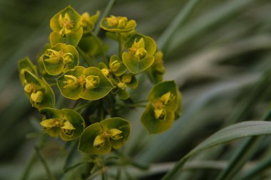 Bir Cypress çiçeğinin makro fotoğrafı - Euphorbia cyparissias çiçeği