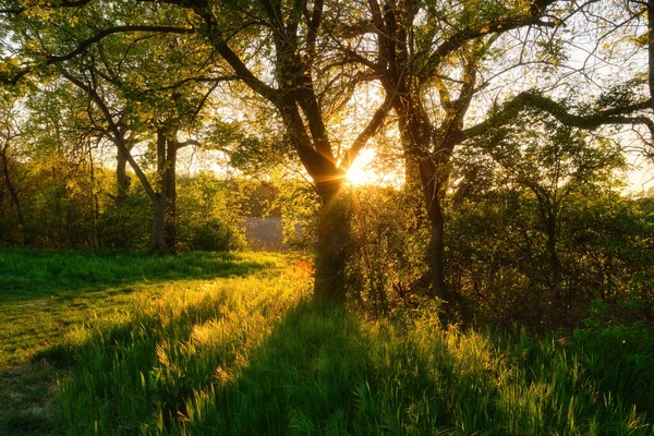 春の森の中の美しい自然と太陽の光 — ストック写真