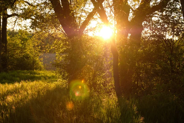 Bela Natureza Noite Árvores Floresta Primavera Com Raios Sol — Fotografia de Stock